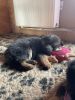 IMG-20260613-WA0006