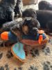 IMG-20260613-WA0009